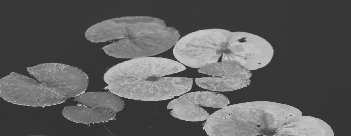 Welcome to the Frog Pond